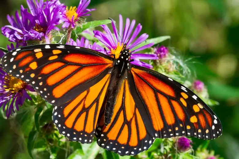 Wissenswertes zur Schmetterlingskrankheit (Epidermolysis bullosa)